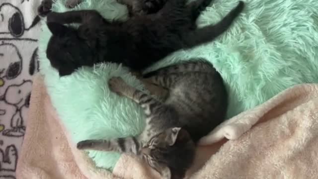 Baby Cats Playing & Meowing