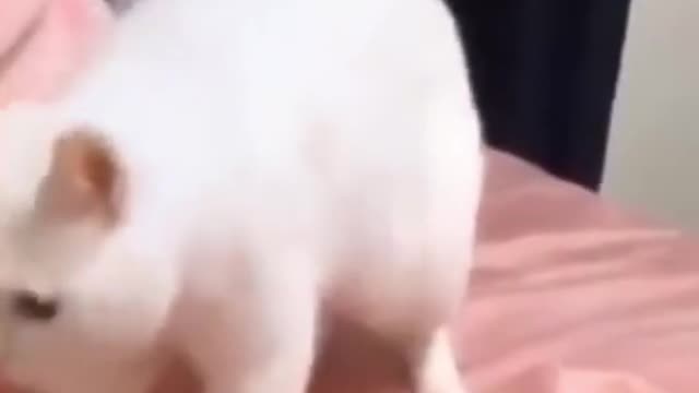 Funniest cat videos viral