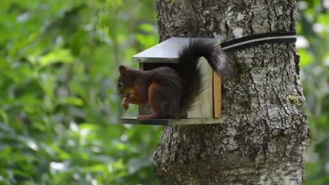 The fox squirrel