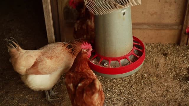 What to do to stop chicken eating?