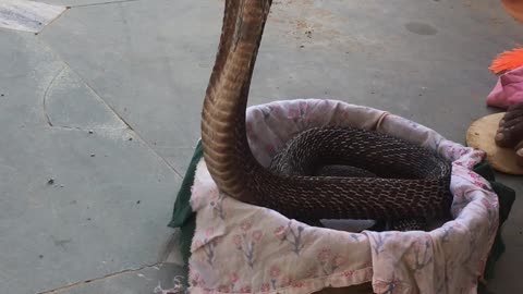 The Indian cobra