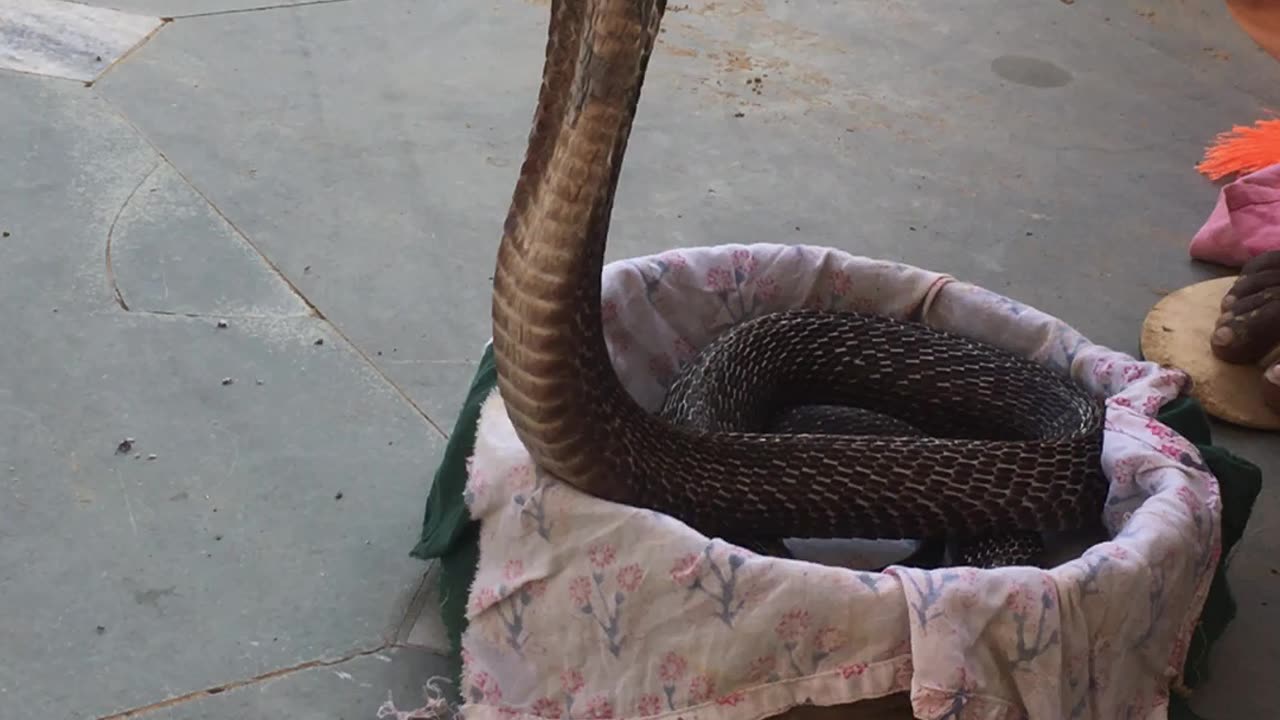The Indian cobra
