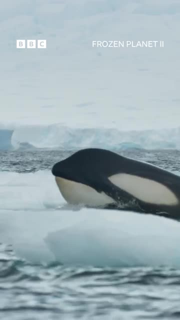 Catch me if you can…🐋 #FrozenPlanet2
