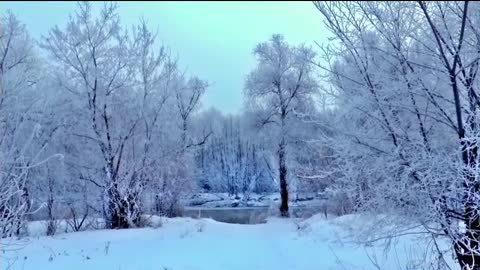 Dogs in the snow - Drone Aerial View