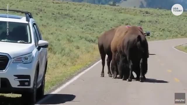 Fighting bison face off near Yellowstone visitors _ USA TODAY