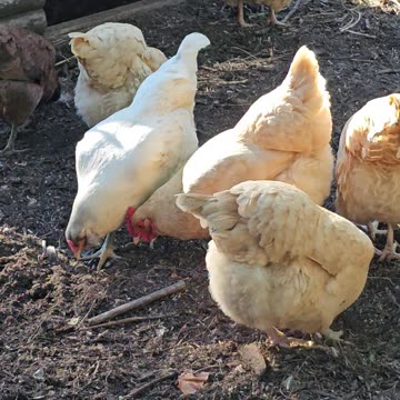 OMC! Picking and Scratching but What kind of bird is singing?