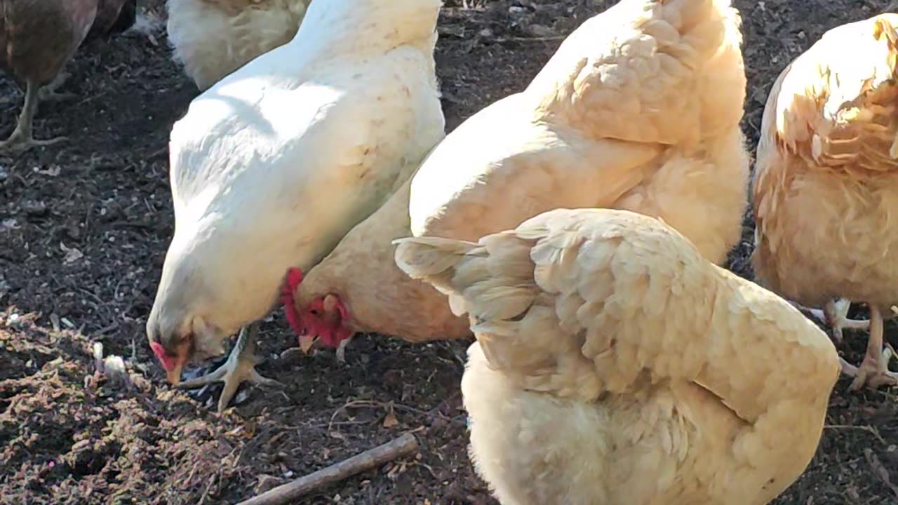 OMC! Picking and Scratching but What kind of bird is singing?