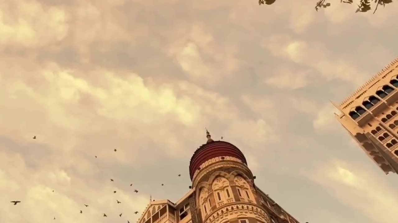king of pigeon world
