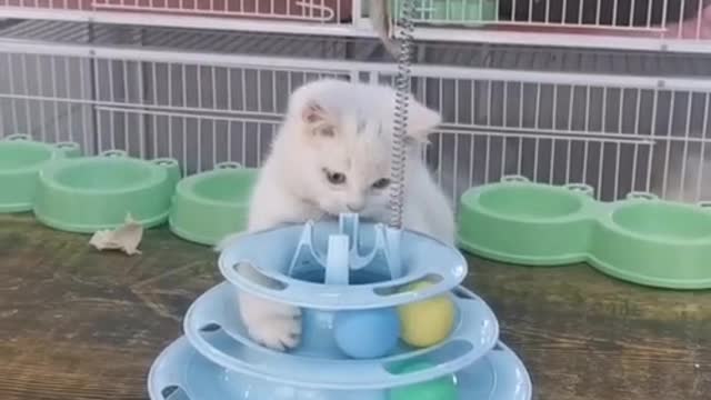 Cute Cat playing on his Toy