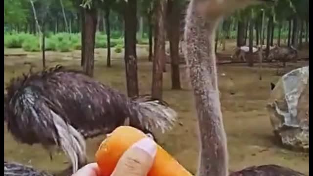 Do ostriches like carrots, too? Did you see the way it ate the carrot?