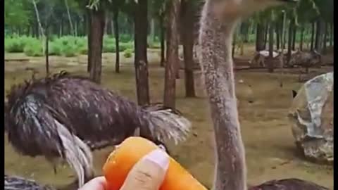 Do ostriches like carrots, too? Did you see the way it ate the carrot?