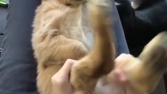 Smart dog video #15
