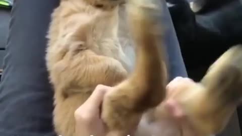 Smart dog video #15