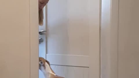 Best funny videos prank by Tanya, Senya and Misha - funny dogs