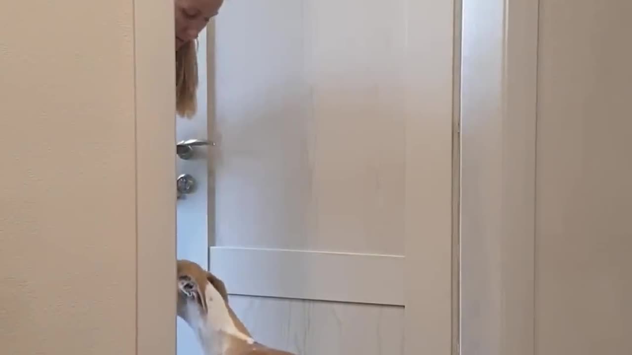 Best funny videos prank by Tanya, Senya and Misha - funny dogs