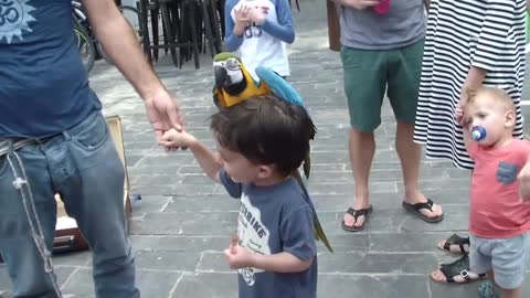 bird falling love