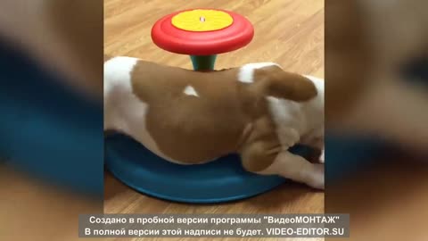 Funny Pet Videos 9