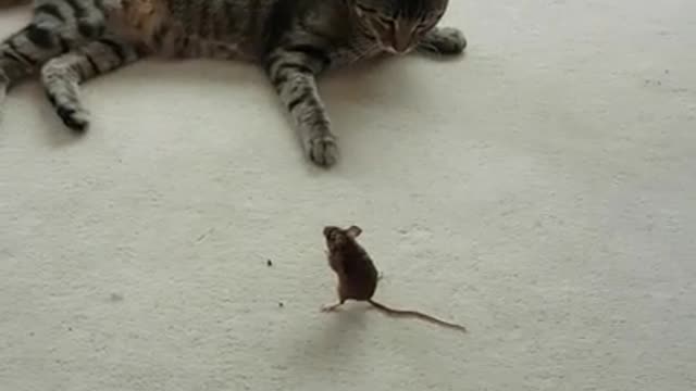 War between mouse and cat