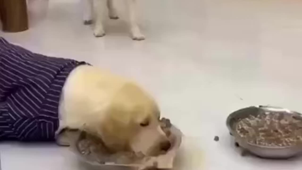 Creative Animal - Feeding dogs