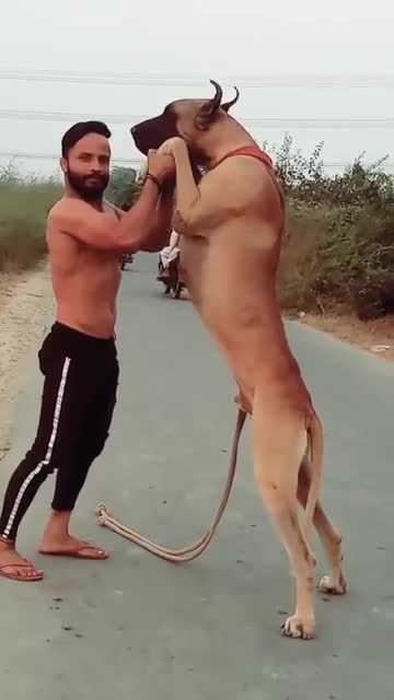 Great Dane full height