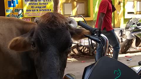 Funny video number 1 BullShit Guy