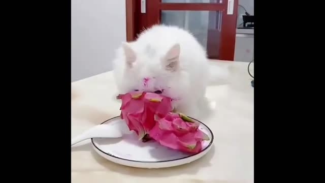 Give me something to eat