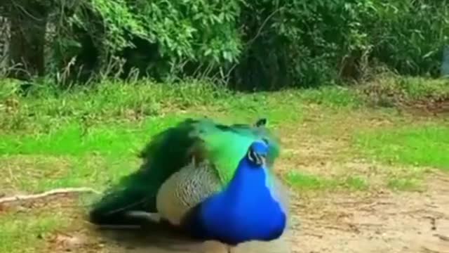 Peacock Dancing Enjoying Rain