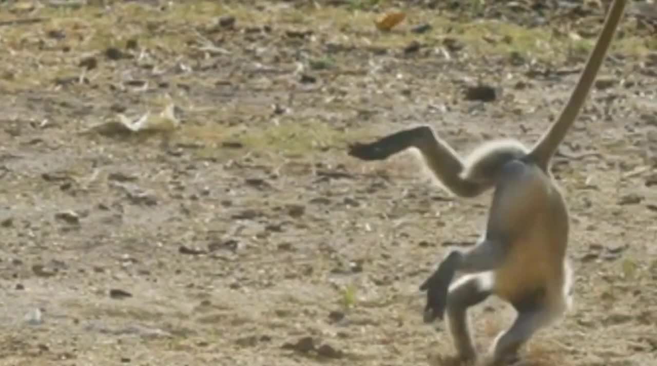 Funny monkey comedy video