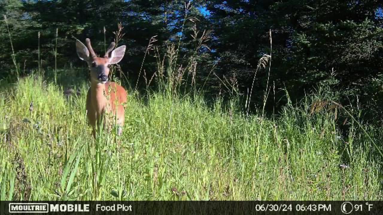 June 2024 Trail Cam Photos