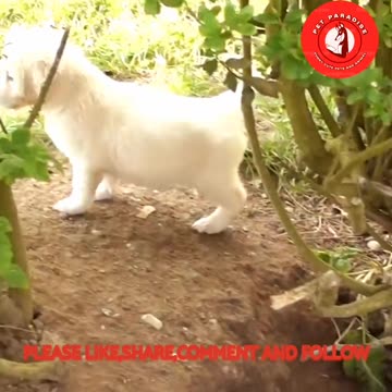 🐶🐶"Cute Little Puppies Having Fun"🐶🐶