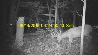 Crawford County, WI Velvet buck