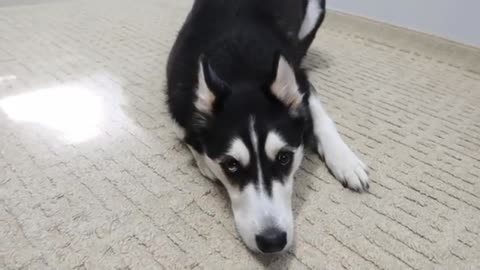 HUSKY Gets Woken Up By ALEXA! (She Gets Mad!)