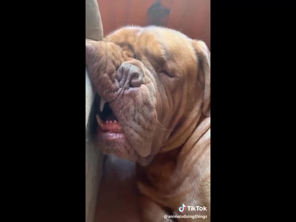 Funniest Dogs and Cats Compilations