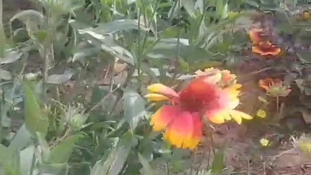 The scent of flowers is in the air