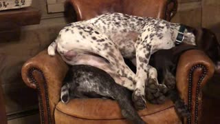 An Adorable Stack of Sleepy Doggos