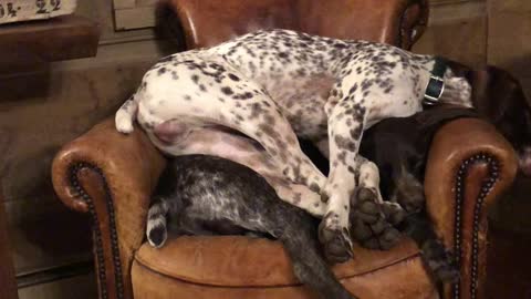 An Adorable Stack of Sleepy Doggos