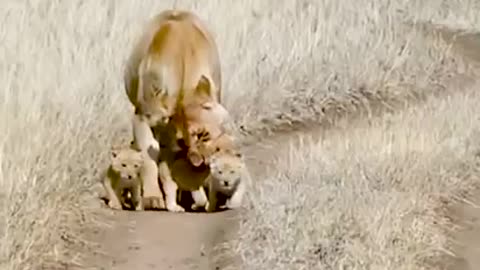 Lion family