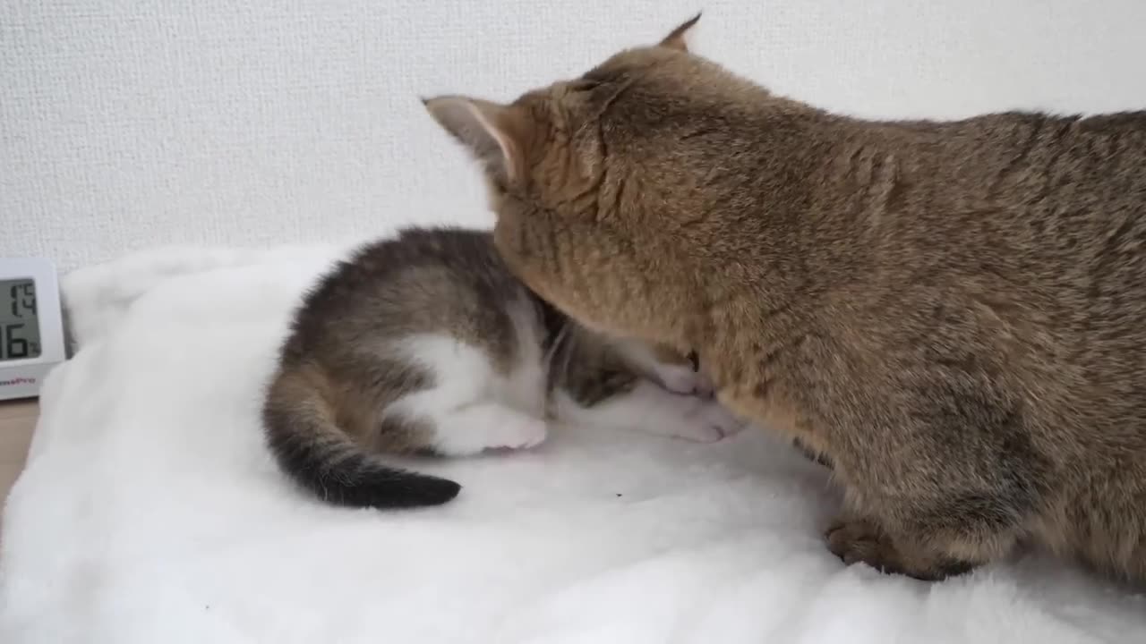 Kitten enjoys playtime