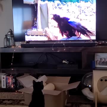 Stanley wants to get that raven!