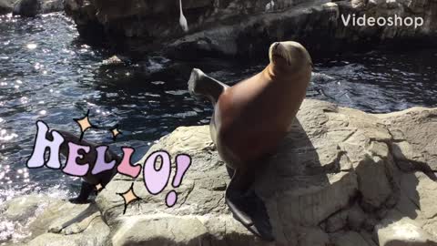 This seal waved at us!