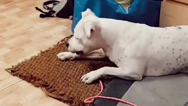 Funny dog ​​having fun with his toy!