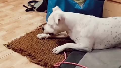 Funny dog ​​having fun with his toy!