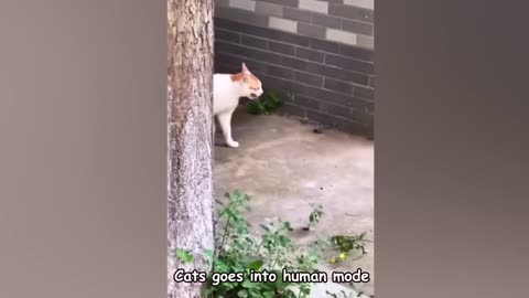 Funniest Animals 2024 😂 New Funny Cats and Dogs Videos 😻🐶 Part 8