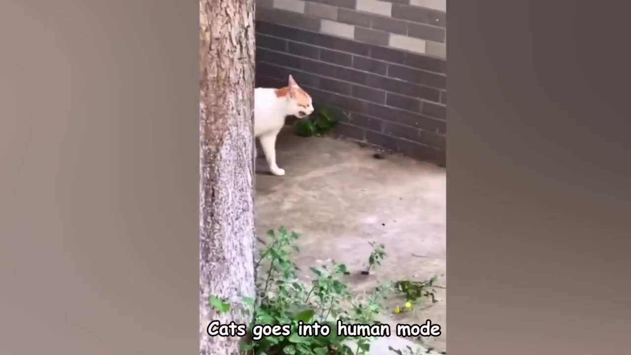 Funniest Animals 2024 😂 New Funny Cats and Dogs Videos 😻🐶 Part 8