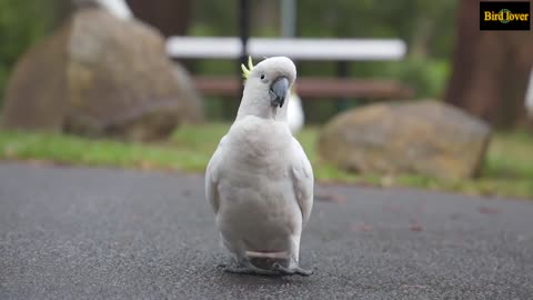 PEACOCK OPENING FEATHERS AND BIRD SOUND ! COCKATOO ! THE MOST WIDELY OWNED BIRDS IN THE WORLD !!!!!!