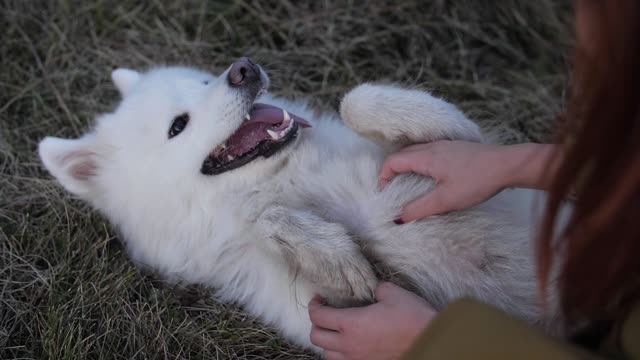 Cute dog playing with mirrorr