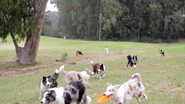 Very Cute Dogs Playing In Garden.