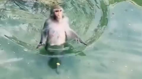 Monkey funny walking in water 🤣😂