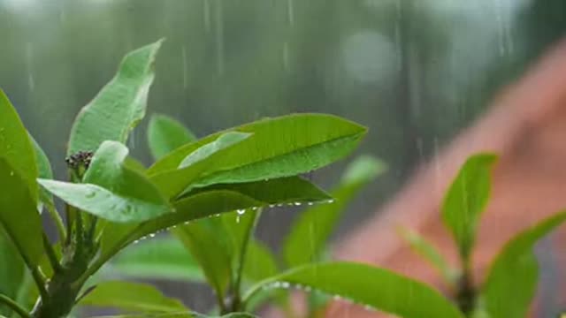 Rain Drops Falling On Leaves