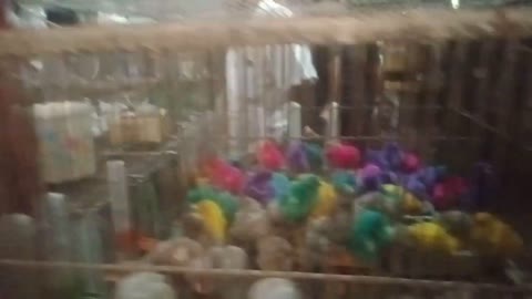 Colorful baby chicken in the cage